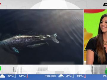 ballena ballena