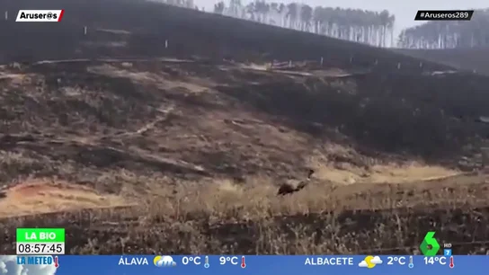 Desoladores imágenes: Un emu superviviente caminando solo por la pradera calcinada en Australia Desoladores imágenes: Un emu superviviente caminando solo por la pradera calcinada en Australia