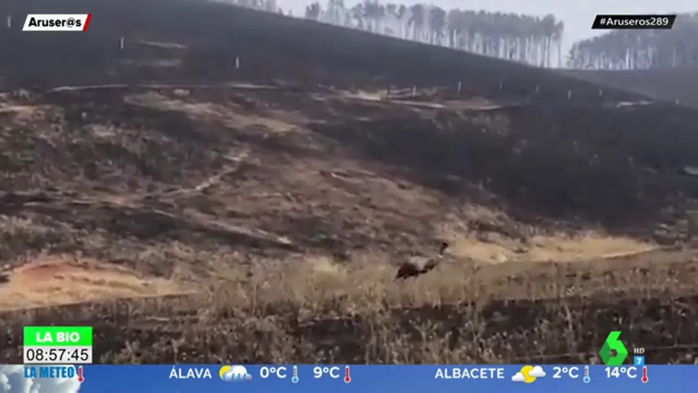 Desoladores imágenes: Un emu superviviente caminando solo por la pradera calcinada en Australia Desoladores imágenes: Un emu superviviente caminando solo por la pradera calcinada en Australia
