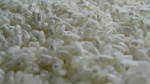 Koji Koji