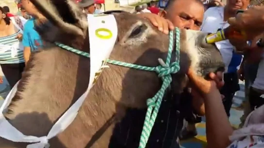 Imagen de burro que fue obligado a beber cerveza por la nariz Imagen de burro que fue obligado a beber cerveza por la nariz