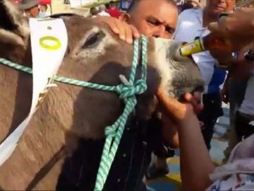 Imagen de burro que fue obligado a beber cerveza por la nariz Imagen de burro que fue obligado a beber cerveza por la nariz