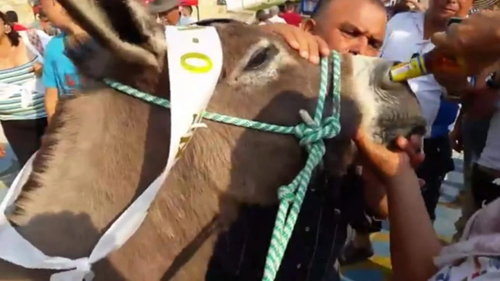 Imagen de burro que fue obligado a beber cerveza por la nariz