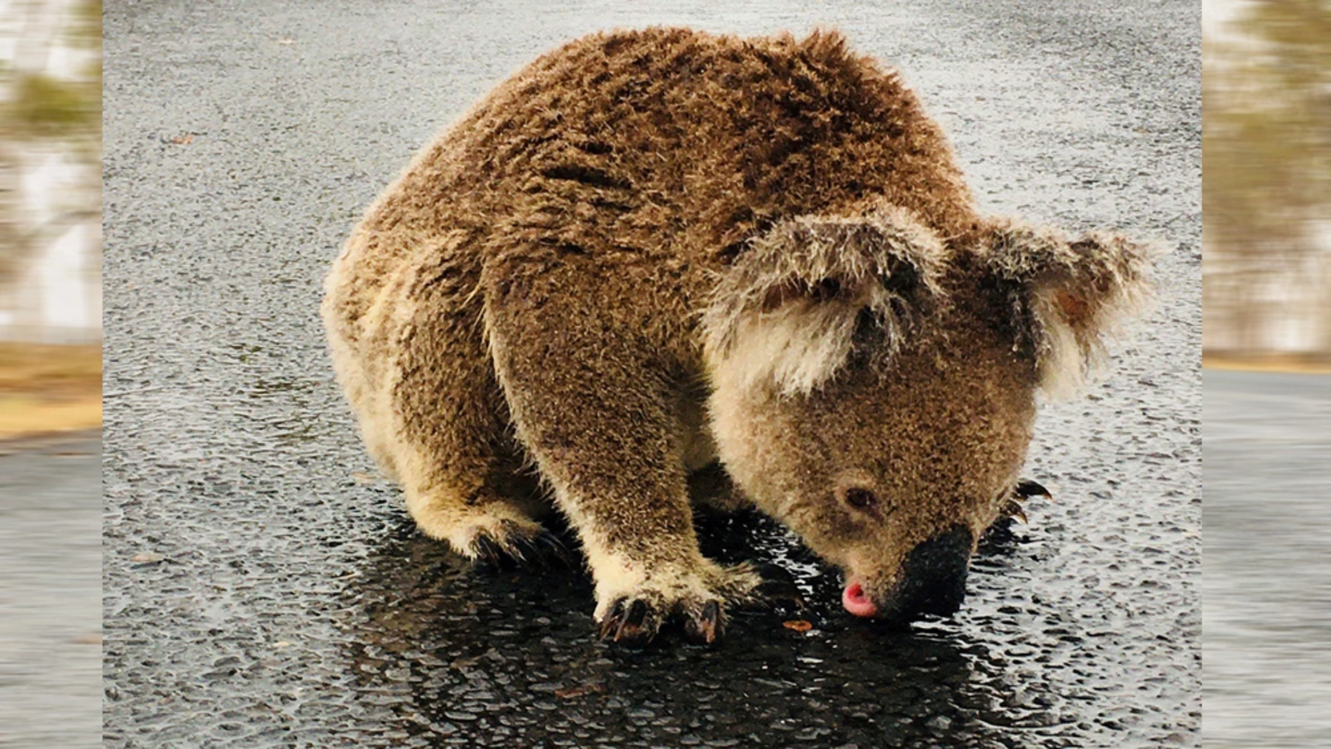 Imagen de un koala bebiendo agua en una carretera en Australia