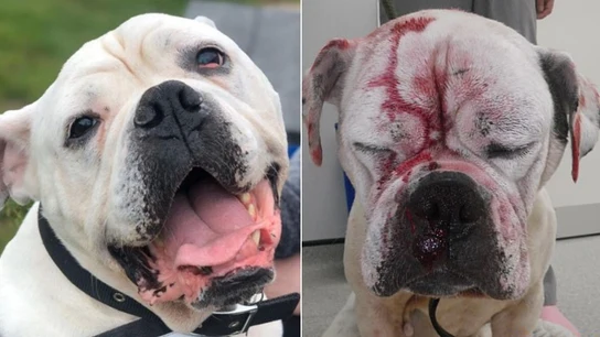 Imagen de un perro maltratado Imagen de un perro maltratado