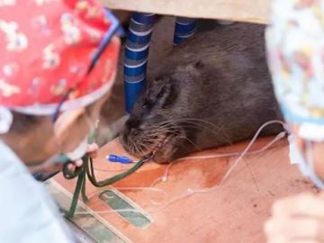 Liza, el león marino de la Patagonia, siendo intervenida de urgencia para recuperar la visión de su ojo izquierdo. Liza, el león marino de la Patagonia, siendo intervenida de urgencia para recuperar la visión de su ojo izquierdo.