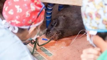 Liza, el león marino de la Patagonia, siendo intervenida de urgencia para recuperar la visión de su ojo izquierdo.