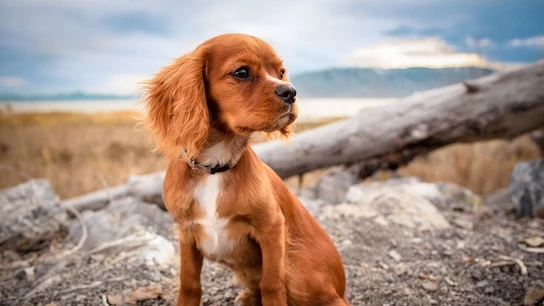 Imagen de archivo de un perro Imagen de archivo de un perro