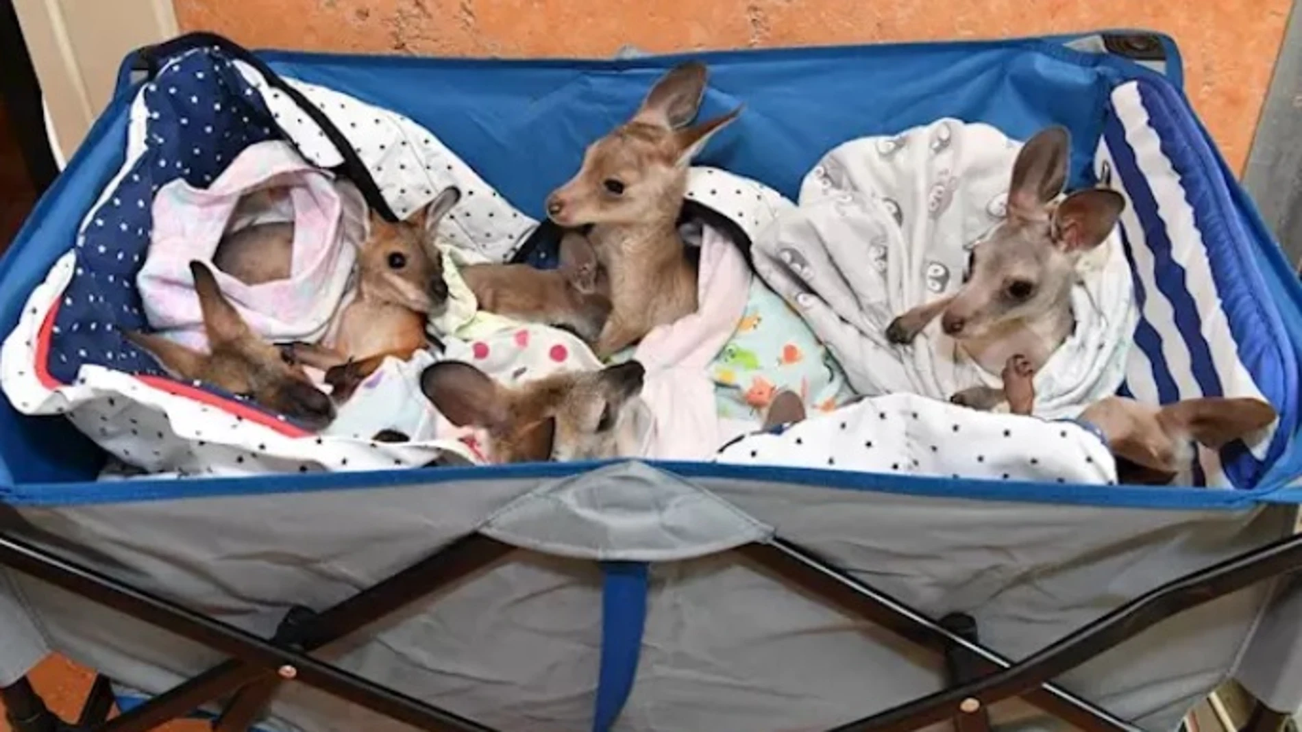 Pequeños kanguros rescatados en Australia para evitar que fueran pasto de las llamas