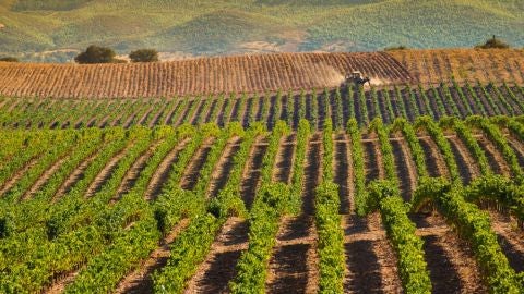 Viñedos en el Alentejo