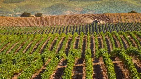 Viñedos en el Alentejo Viñedos en el Alentejo