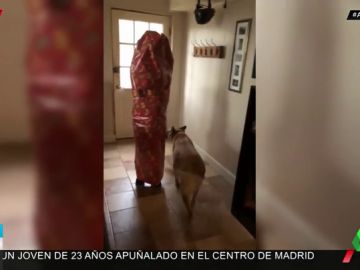 La adorable reacción de un perro cuando su dueña aparece envuelta en papel de regalo La adorable reacción de un perro cuando su dueña aparece envuelta en papel de regalo