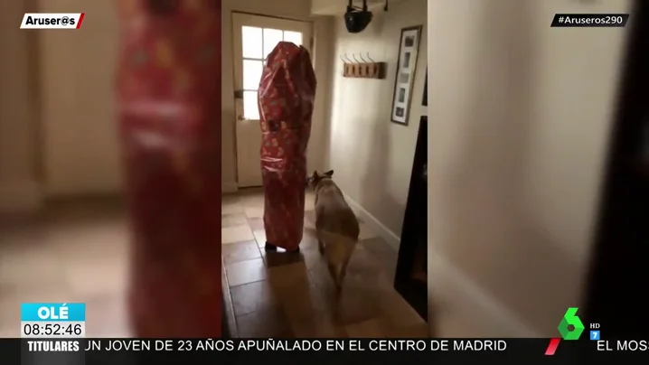 La adorable reacción de un perro cuando su dueña aparece envuelta en papel de regalo