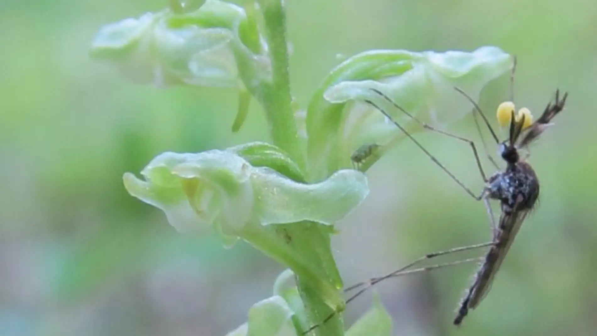 A los mosquitos les gustan las flores tanto como los humanos