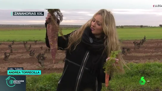 Zanahoria XXL Zanahoria XXL