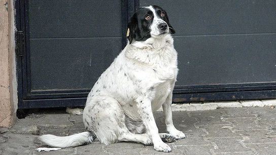 Kupata, el perro guardián. Kupata, el perro guardián.