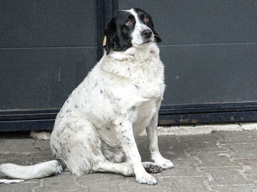 Kupata, el perro guardián. Kupata, el perro guardián.