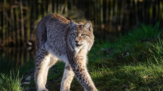 Ejemplar de lince ibérico Ejemplar de lince ibérico