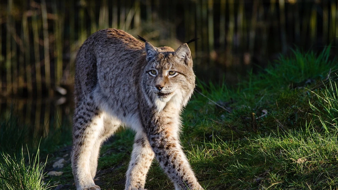 Ejemplar de lince ibérico Ejemplar de lince ibérico