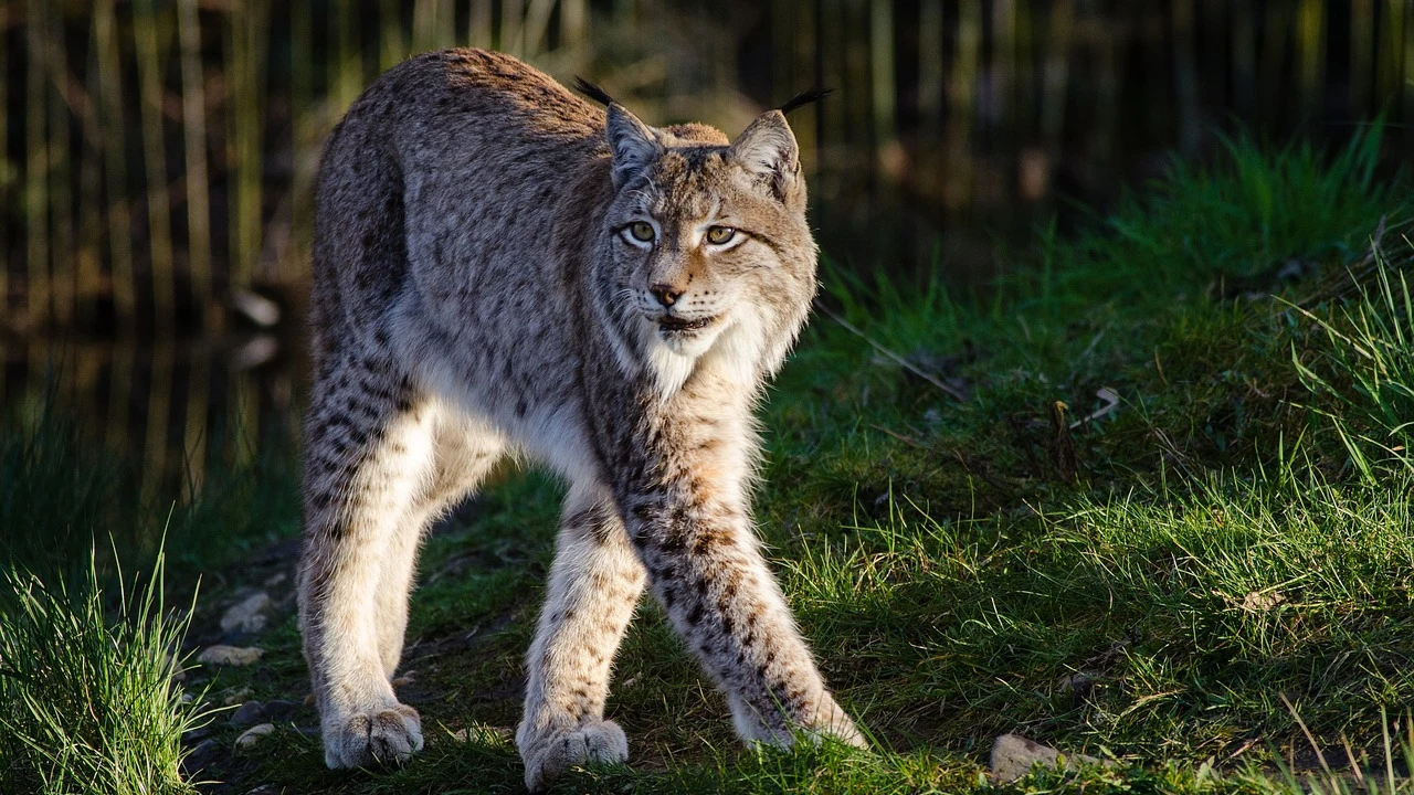 Ejemplar de lince ibérico