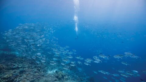 Buceo