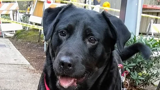 La entrañable historia de Eclipse, la perrita que viaja sola en autobús con su propio abono de transporte La entrañable historia de Eclipse, la perrita que viaja sola en autobús con su propio abono de transporte