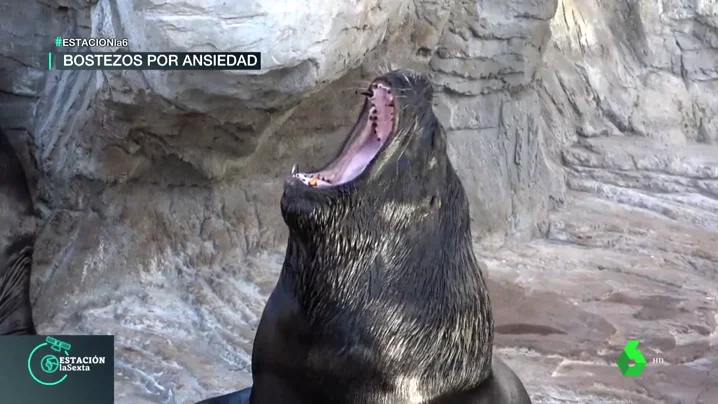 Bostezo de un león marino