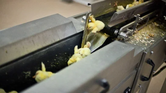 Pollitos triturados poco después de nacer Pollitos triturados poco después de nacer