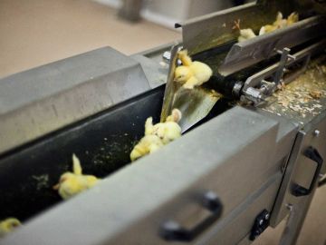 Pollitos triturados poco después de nacer Pollitos triturados poco después de nacer
