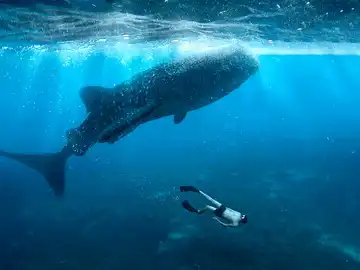 Buceo Buceo