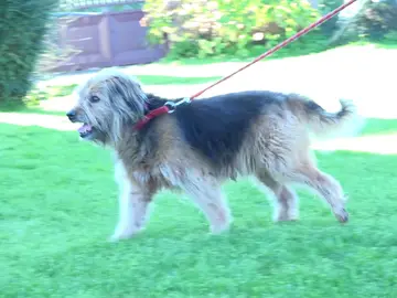 Perro Perro
