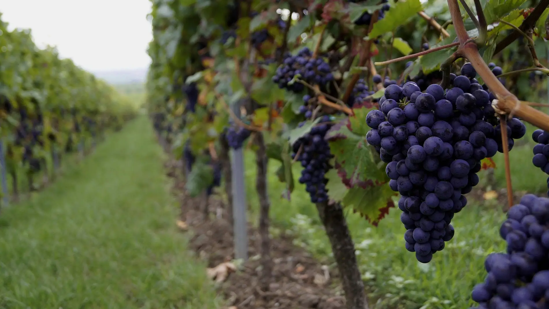 Identificados 17 compuestos clave del aroma de un vino