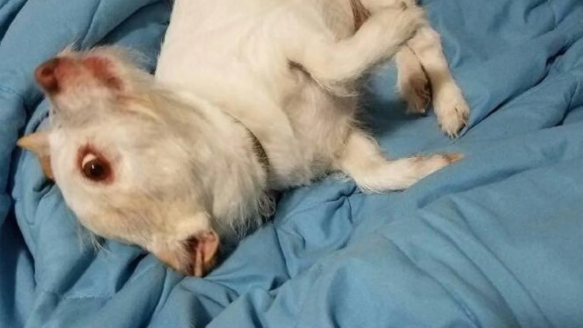 Qué animal ves en esta imagen?: la ilusión óptica que confunde a las redes Qué animal ves en esta imagen?: la ilusión óptica que confunde a las redes