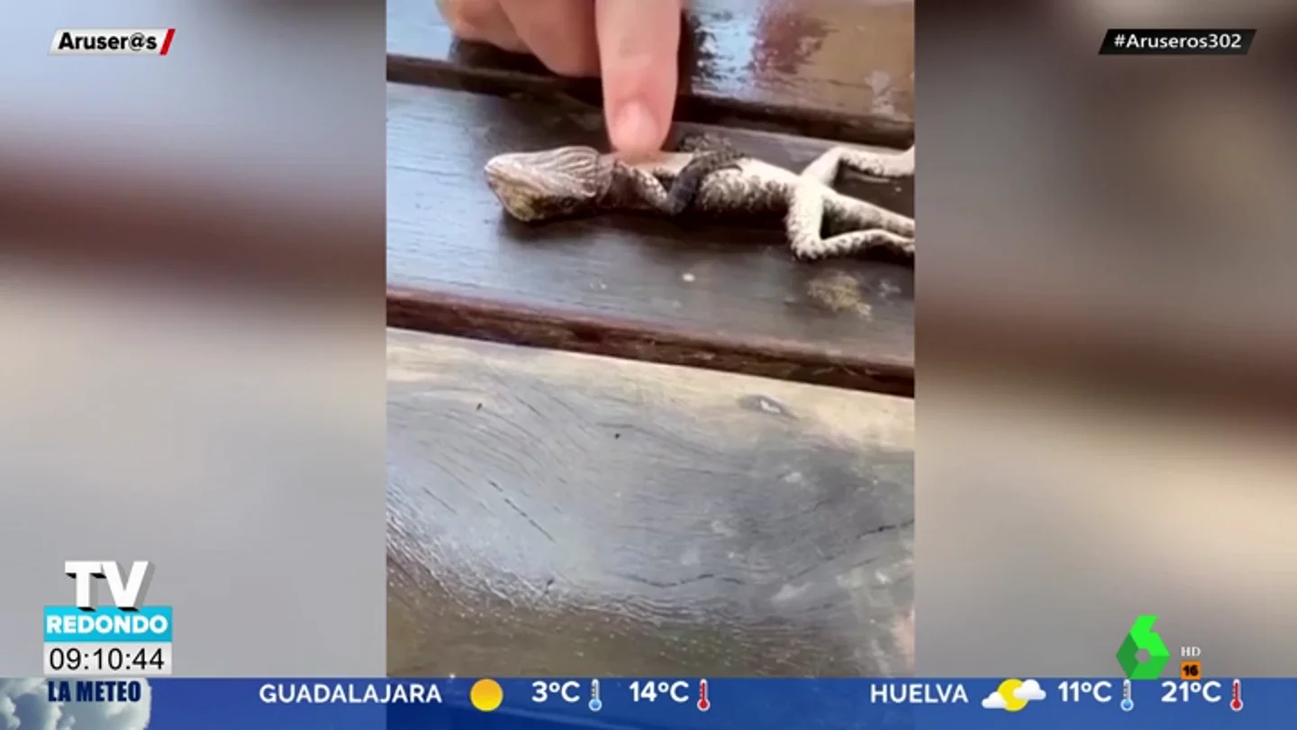 El vídeo viral de un bombero en Australia reanimando a un lagarto que encontró sin respirar El vídeo viral de un bombero en Australia reanimando a un lagarto que encontró sin respirar