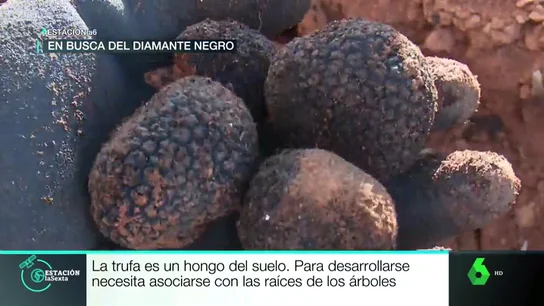 Trufas Trufas