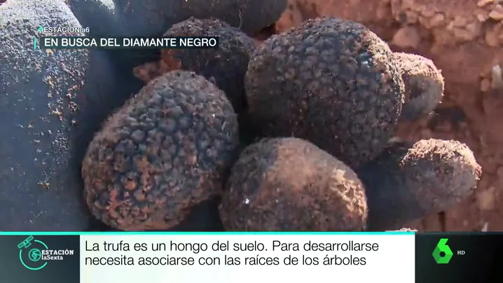 Trufas