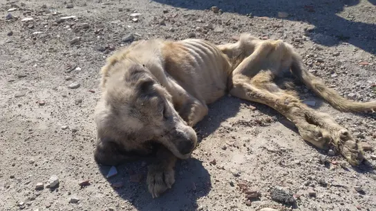 Ragnar, el mastín encontrado en Elche. Ragnar, el mastín encontrado en Elche.