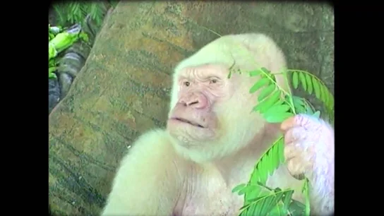 Así fue el adiós a Copito de Nieve, el gorila albino del zoo de Barcelona: "Fue muy triste para la sociedad" Así fue el adiós a Copito de Nieve, el gorila albino del zoo de Barcelona: "Fue muy triste para la sociedad"
