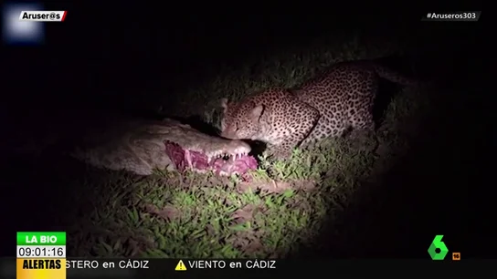 La impactante escena de un leopardo robándole la comida a un cocodrilo de sus propias mandíbulas La impactante escena de un leopardo robándole la comida a un cocodrilo de sus propias mandíbulas