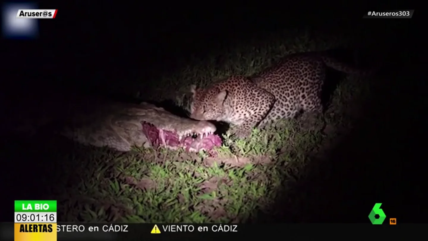 La impactante escena de un leopardo robándole la comida a un cocodrilo de sus propias mandíbulas La impactante escena de un leopardo robándole la comida a un cocodrilo de sus propias mandíbulas