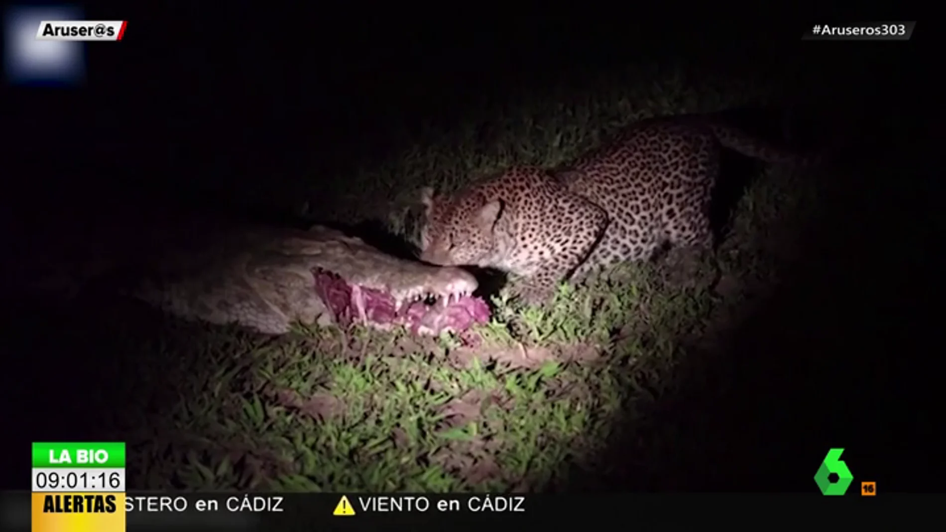 La impactante escena de un leopardo robándole la comida a un cocodrilo de sus propias mandíbulas