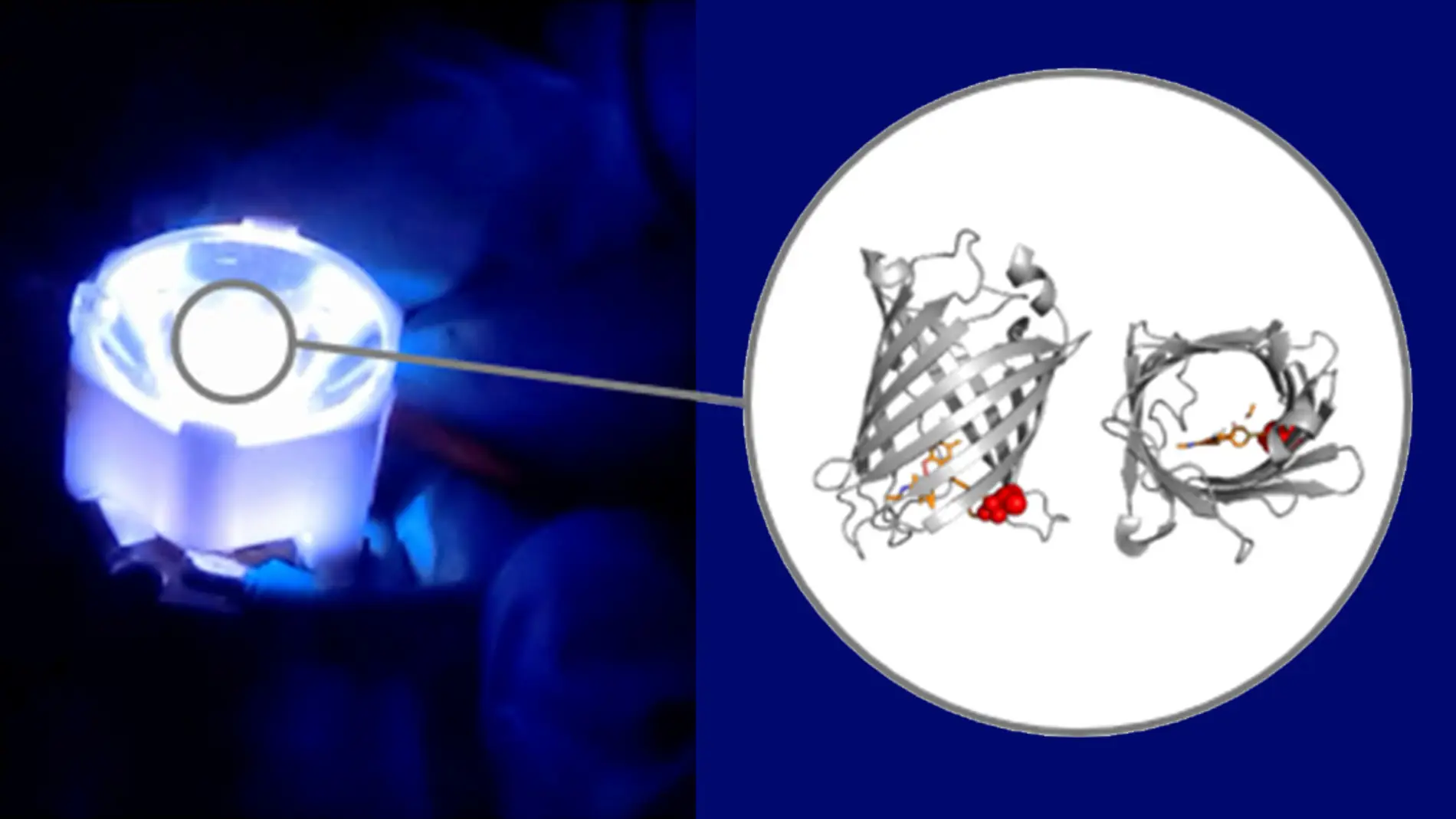 Proteinas artificiales producidas por bacterias para los LED del futuro