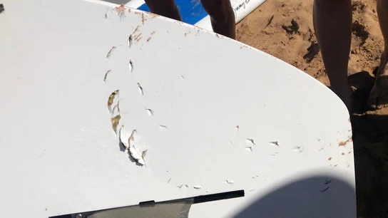 Un tiburón tigre sorprende a un surfista y muerde su tabla Un tiburón tigre sorprende a un surfista y muerde su tabla