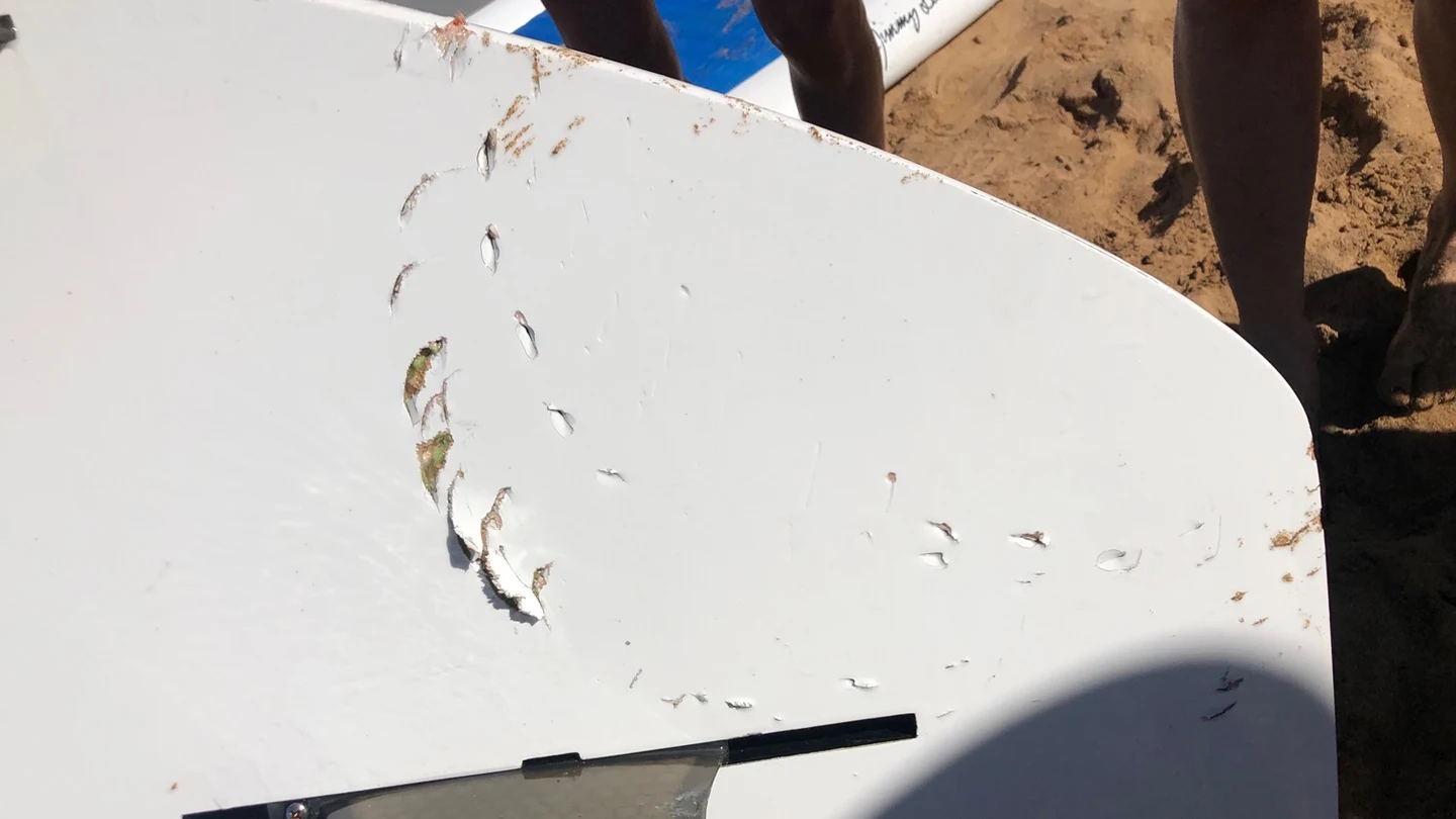 Un tiburón tigre sorprende a un surfista y muerde su tabla Un tiburón tigre sorprende a un surfista y muerde su tabla