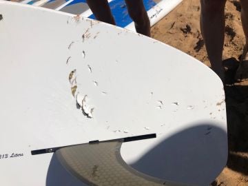 Un tiburón tigre sorprende a un surfista y muerde su tabla Un tiburón tigre sorprende a un surfista y muerde su tabla