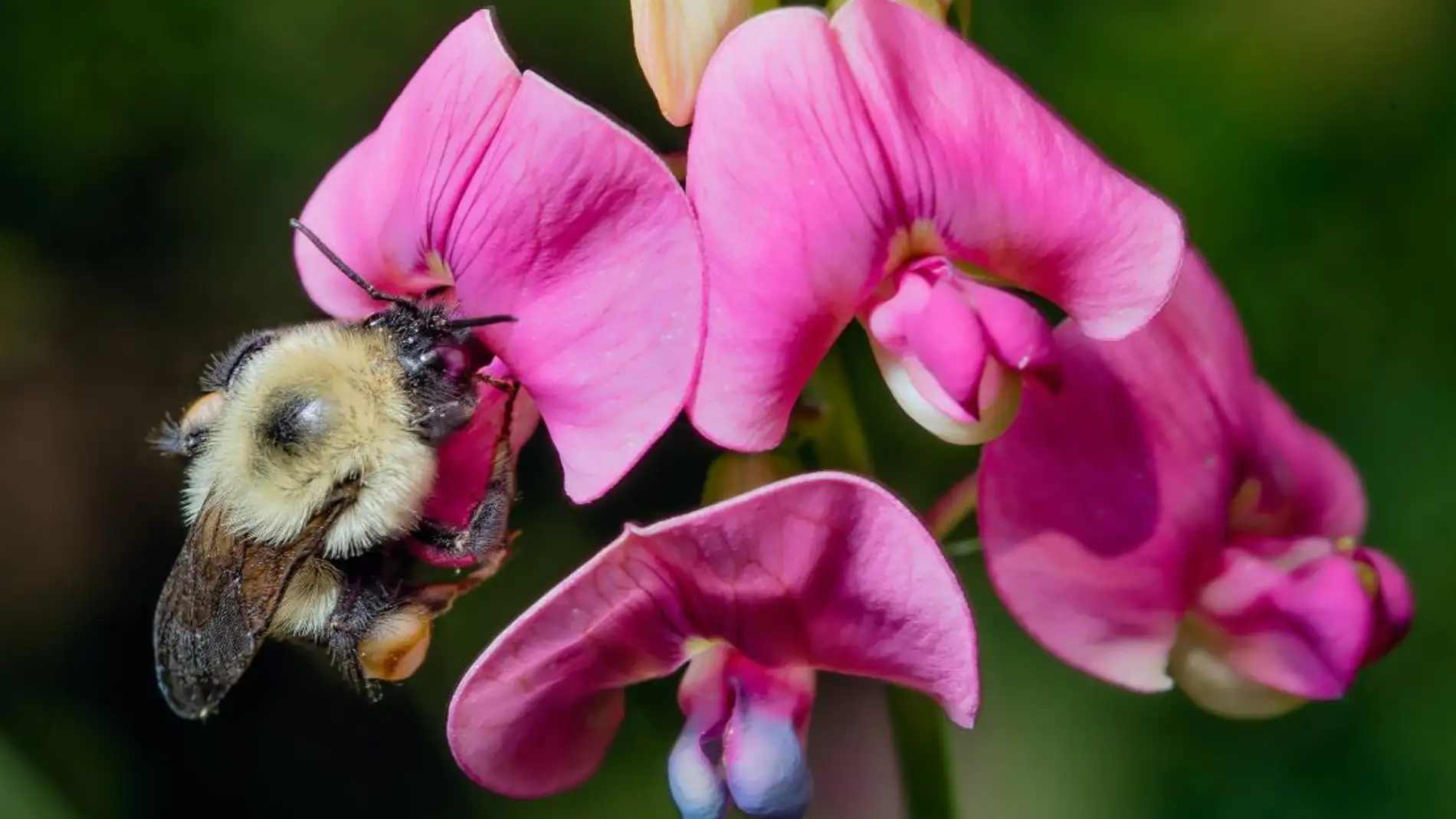 Los abejorros se extinguen al ritmo de la crisis climatica