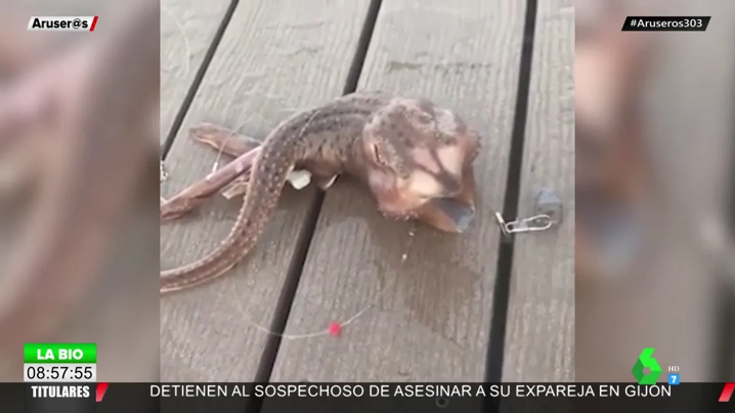 La extraña criatura descubierta en las costas de Nueva York que arrasa en redes La extraña criatura descubierta en las costas de Nueva York que arrasa en redes