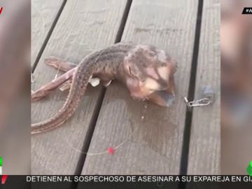 La extraña criatura descubierta en las costas de Nueva York que arrasa en redes La extraña criatura descubierta en las costas de Nueva York que arrasa en redes