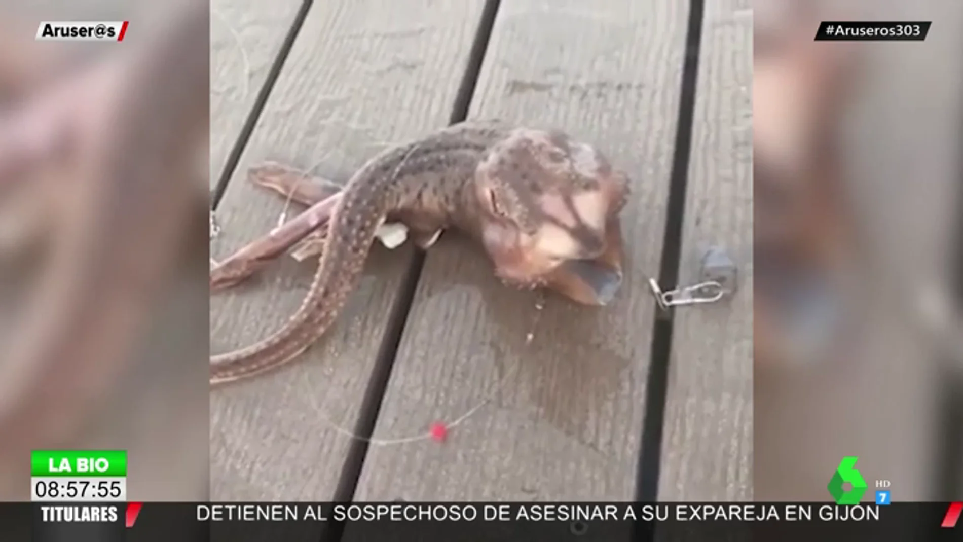 La extraña criatura descubierta en las costas de Nueva York que arrasa en redes