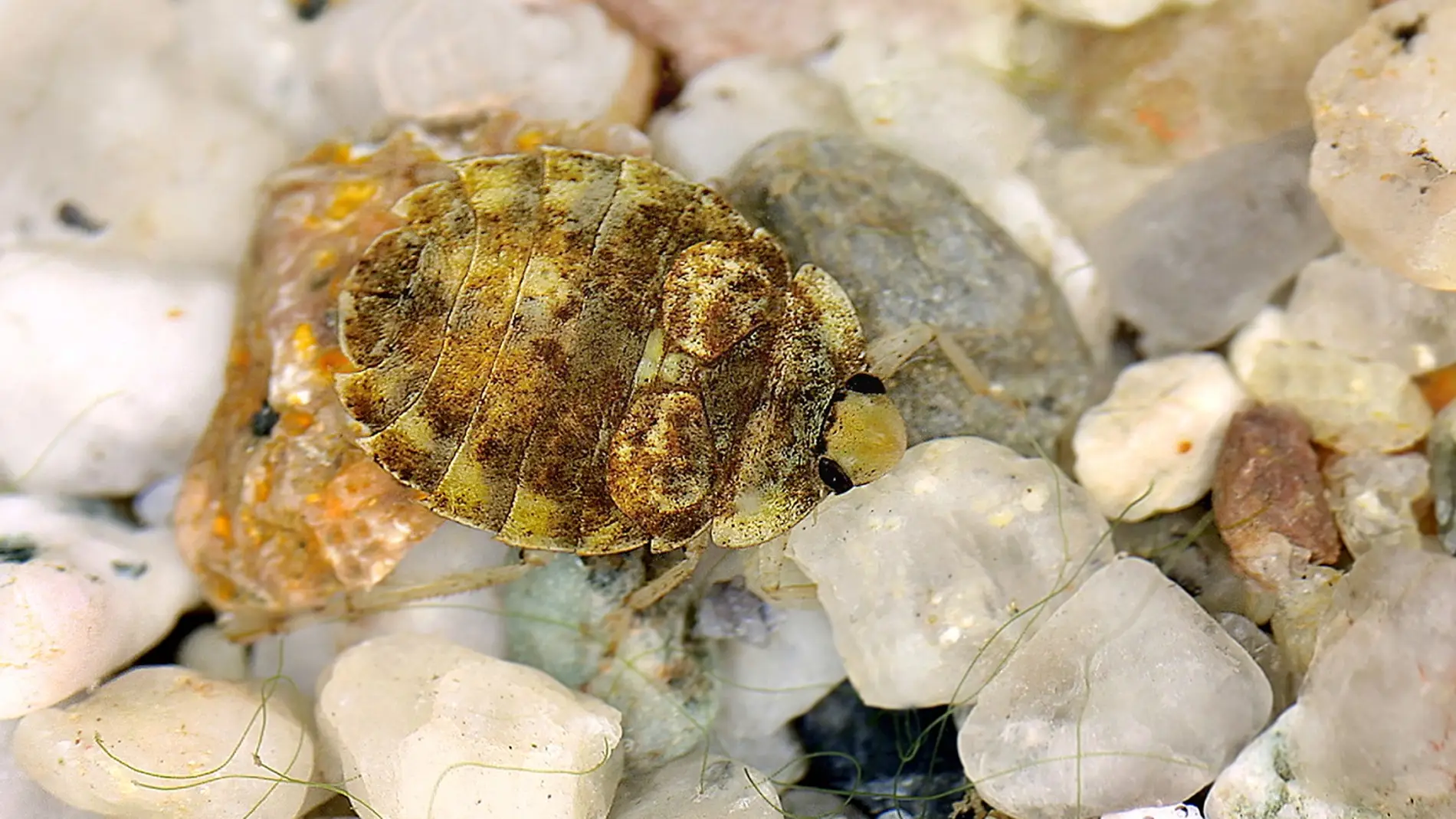 El nuevo estudio confirma la presencia de este insecto acuático en la península ibérica. Foto: Ekkerhardt Wachmann